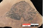 Foto (Detailsansicht) von Quercus palaeoilex Ettingshausen (NHMW-GEO-2024-0188-0953)